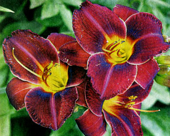 ,  (Hemerocallis)