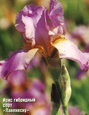 iris_n_06.jpg