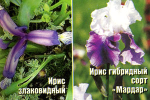 iris_n_09.jpg