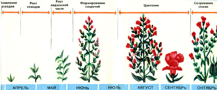 lvinzev_05.jpg