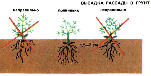 xorizont_byklet_04.jpg