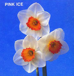 PINK ICE