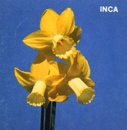 INCA