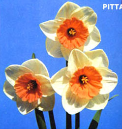 PITTA