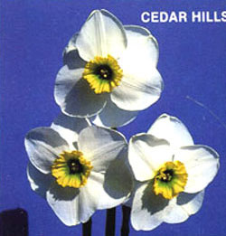 CEDAR HILLS