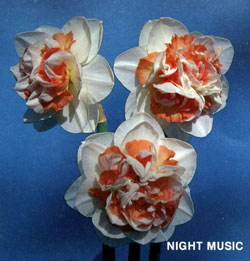 NIGHT MUSIC