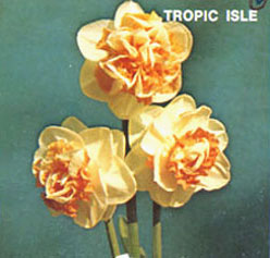 TROPIC ISLE