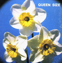 QUEEN SIZE