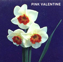 PINK VALENTINE