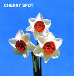 CHERRY SPOT