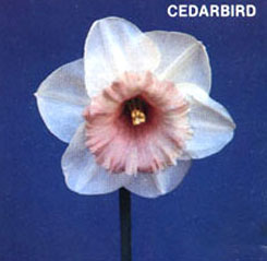CEDARBIRD