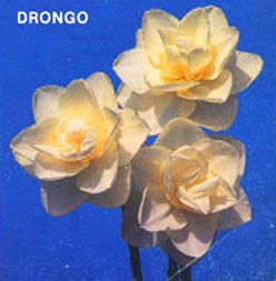 DRONGO