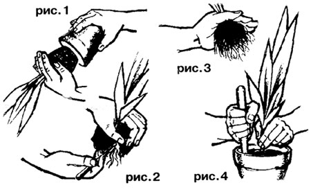 Правильная пересадка комнатных растений