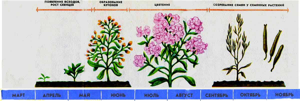 Таблица выращивания рассады левкоя из семян
