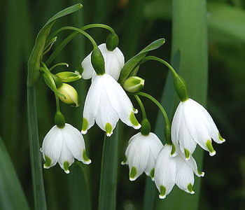   (Leucojum)