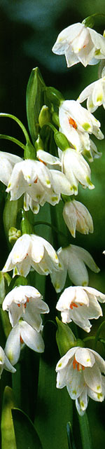  (Galanthus)