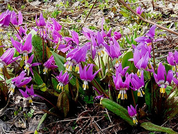  ,   (Erythronium)