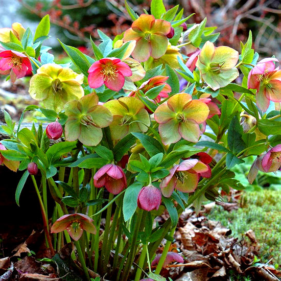 ,  (Helleborus)-1