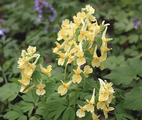  (Corydalis)  