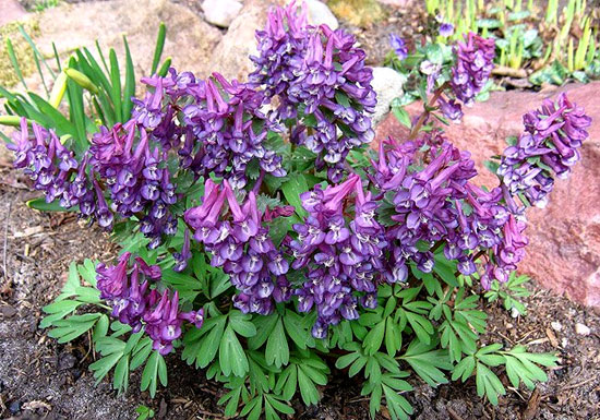  (Corydalis)  