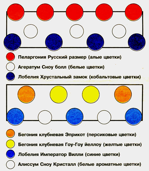 Цветочные композиции для балконного ящика