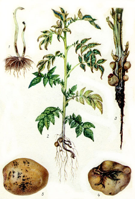 Капустная тля вредитель капусты и растений