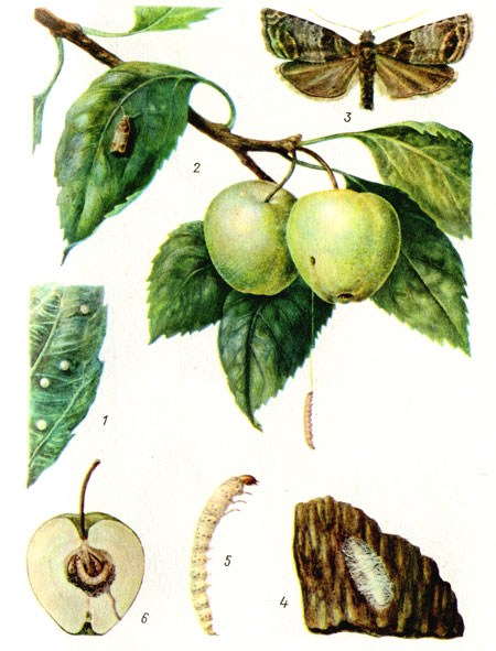 Яблонная плодожорка в саду
