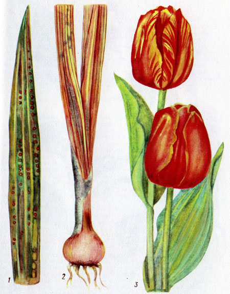Болезни гладиолусов и тюльпанов