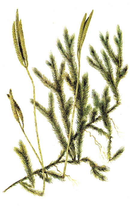 Плаун булавовидный - многолетнее вечнозеленое споровое растение.jpg