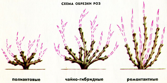 Обрезка Роз На Зиму Фото